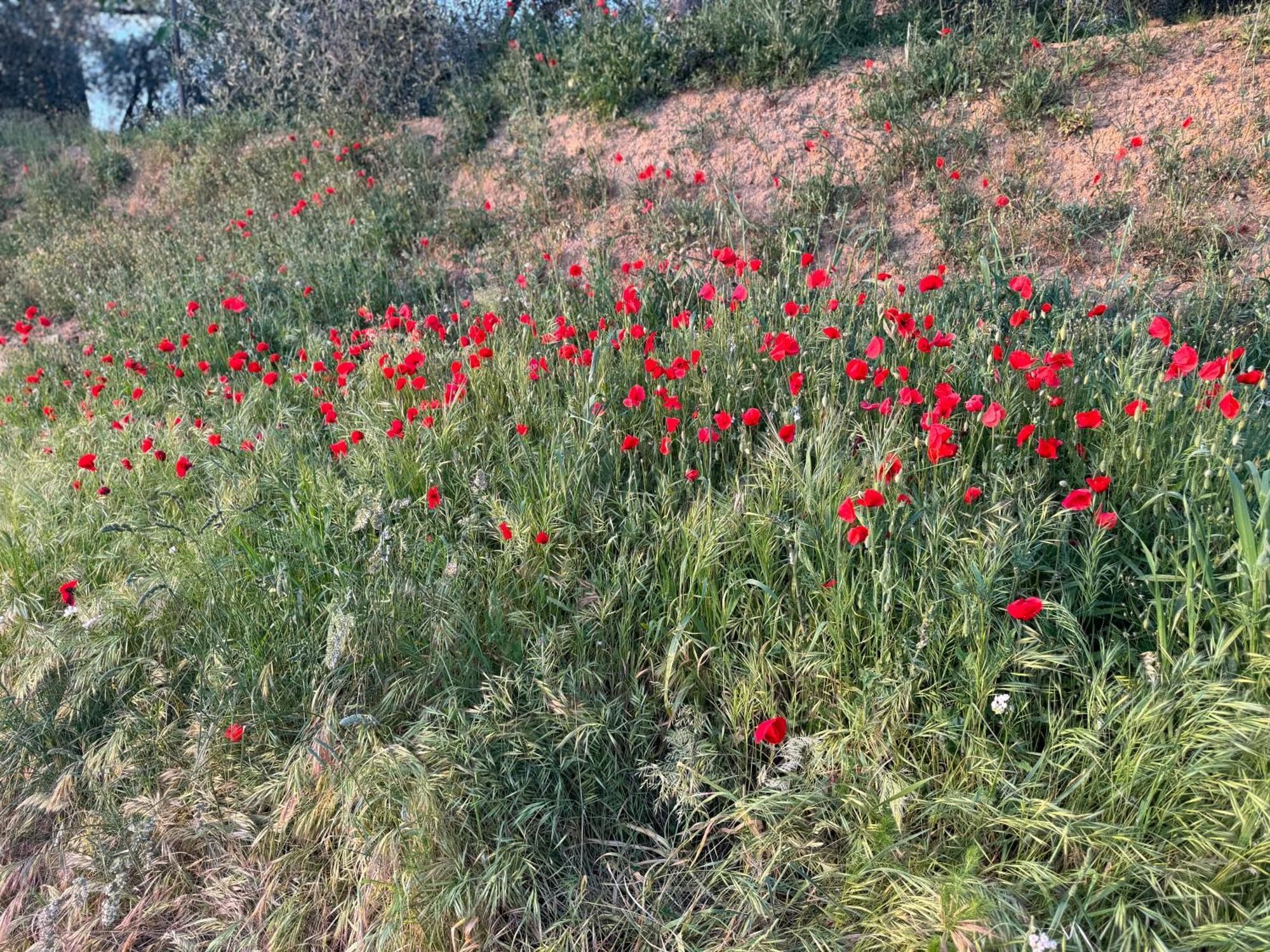 شقة Antico Borgo San Quirico dʼOrcia المظهر الخارجي الصورة